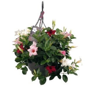 Mandevilla red, white, pink petals, green leaves, hangpot
