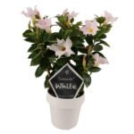 Mandevilla white petals, white flower pot, green leaves and tag with text