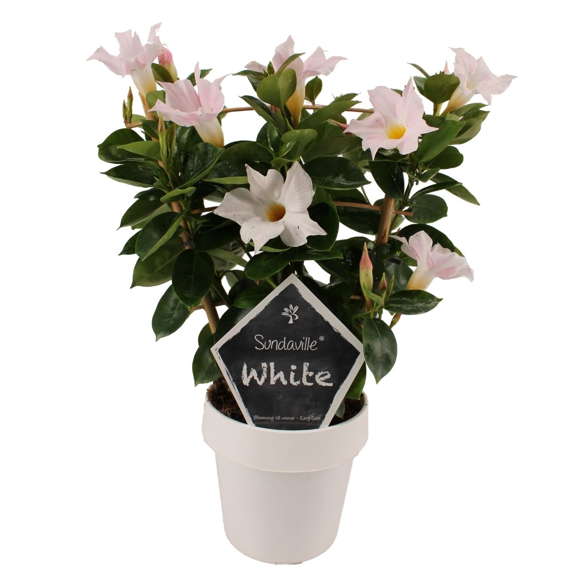Mandevilla weiße Blüten, weißer Blumentopf, grüne Blätter und Schild mit Aufschrift