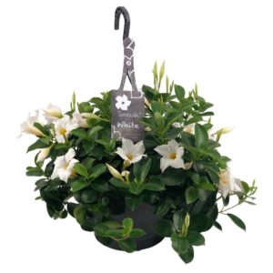 Mandevilla white petals, green leaves, hangpot, tag with text
