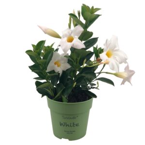 4 Mandevilla mini, white petals, green leaves, green flower pot