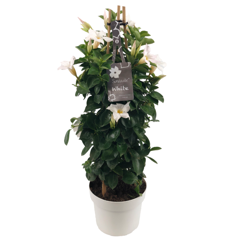 White tower mandevilla, klimplant met witte bloemen