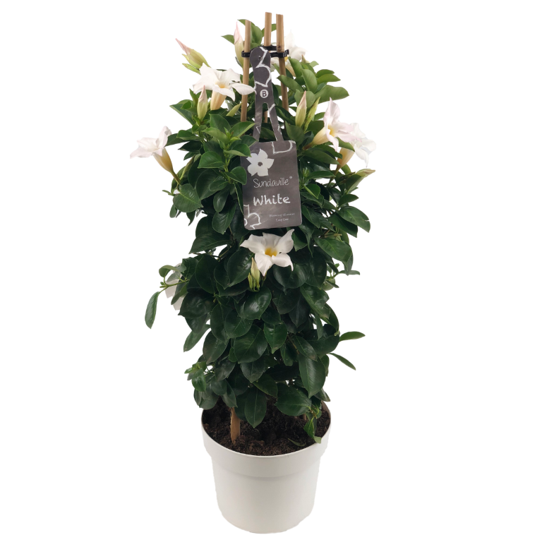 Mandevilla white petals, white flower pot, green leaves, tag with text, bamboo sticks