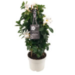 Mandevilla white petals, green leaves, white flower pot, tag with text
