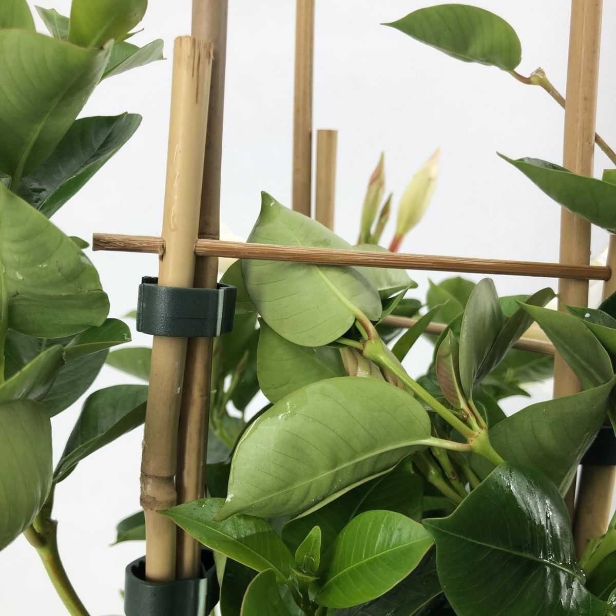 Mandevilla climbing set with bamboo rack, plastic clips and green leaves