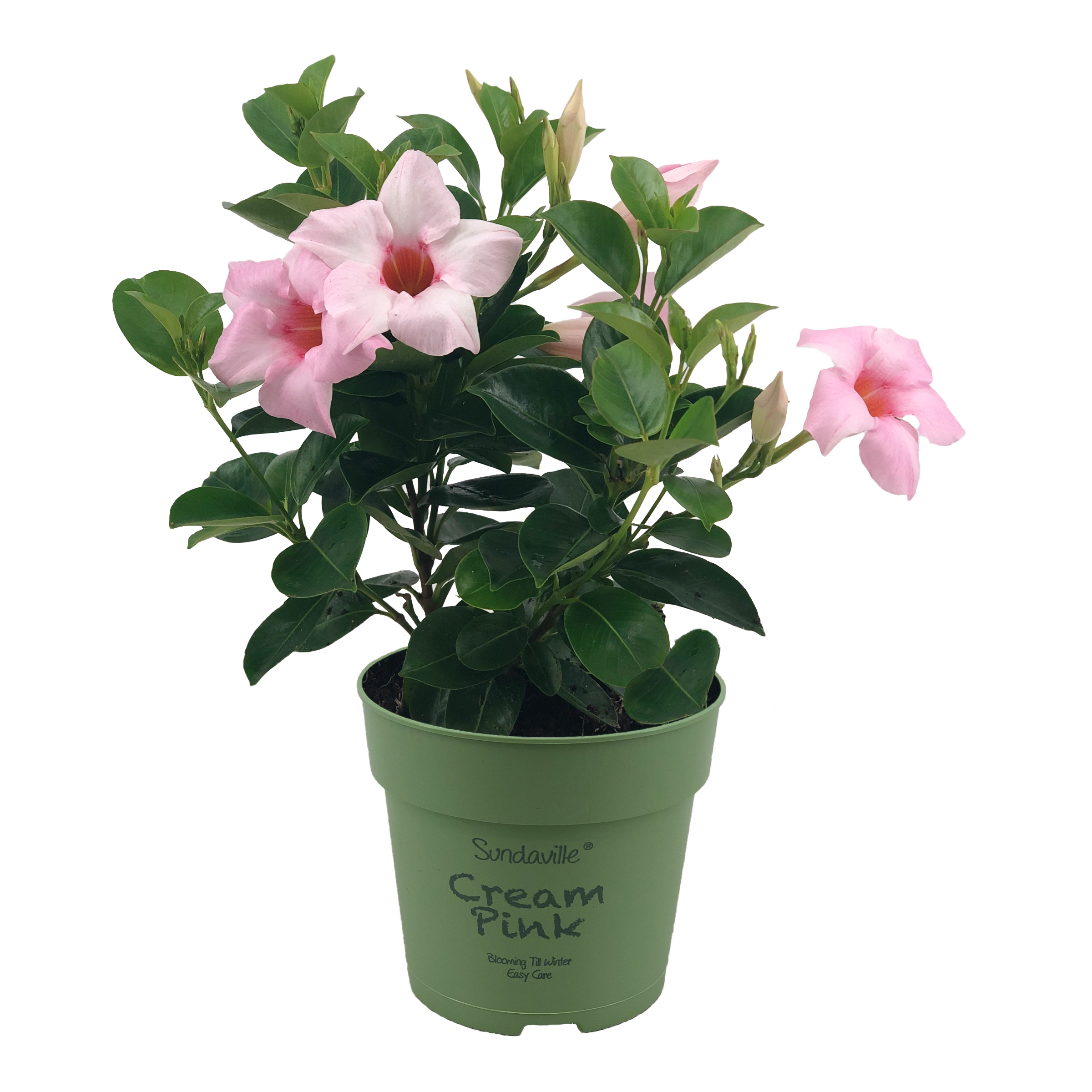 Cream pink mini Mandevilla. Plant met lichtroze bloemen.