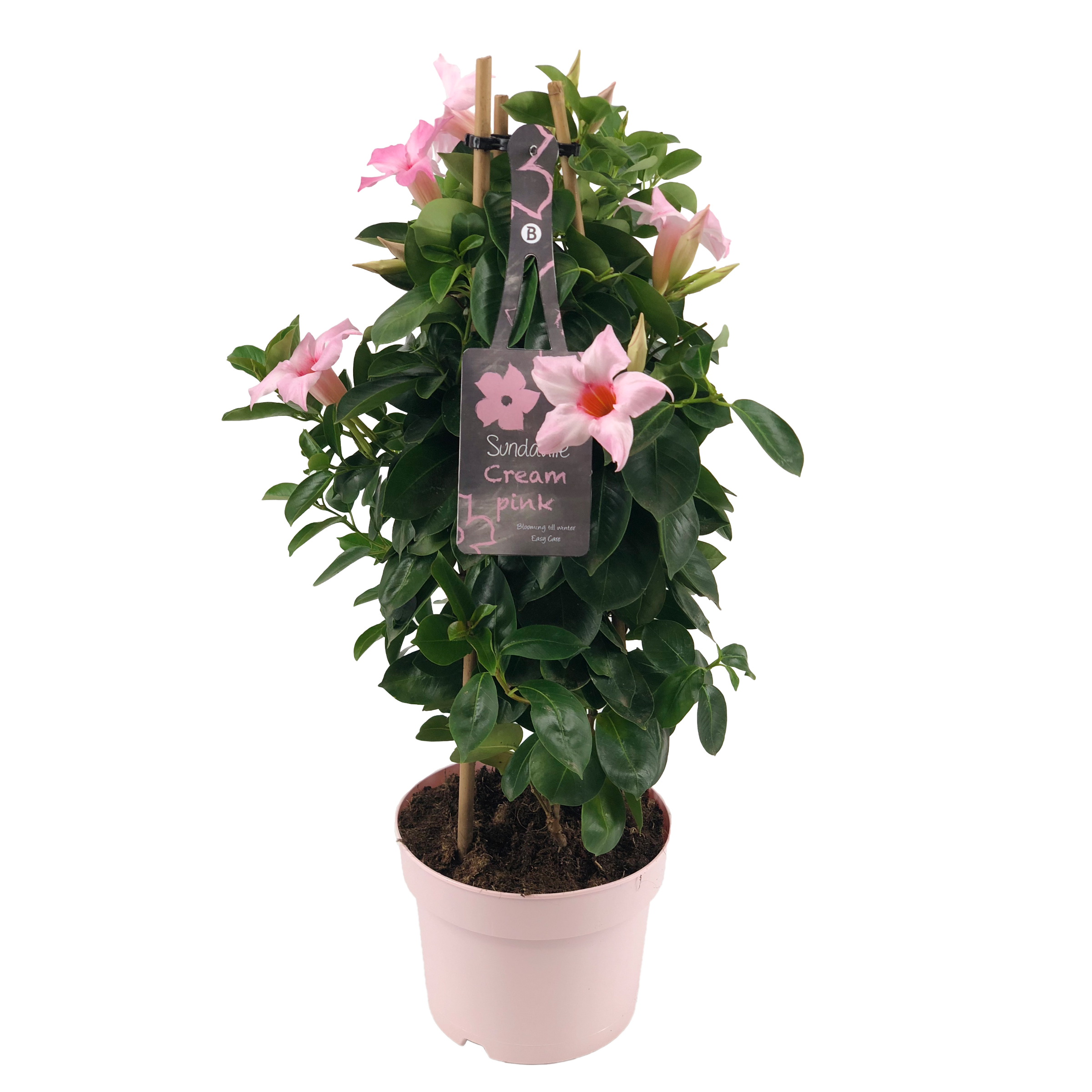 Mandevilla Sundaville Cream Pink Tower groeit langs een bamboerekje. Klimplant met lichtroze bloemen