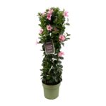 Mandevilla high light pink petals, green leaves, green flower pot, tag with text