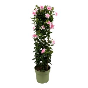 Mandevilla Sundaville Double Cream Pink Tower XL. Hohe Kletterpflanze mit blassrosa Blüten.