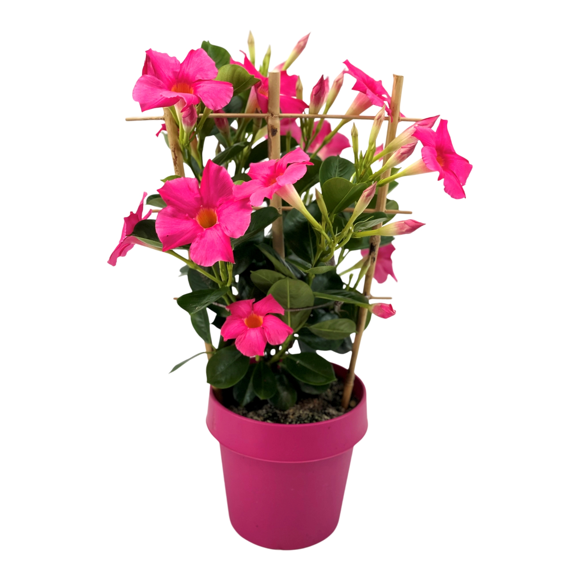 Mandevilla Sundaville Early Pink. Plant with pink flowers on a bamboo rack