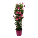 Mandevilla Sundaville Early Pink Tower Large. Tall climbing plant with pink flowers.
