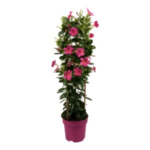 Mandevilla Sundaville Early Pink Tower Large. Tall climbing plant with pink flowers.