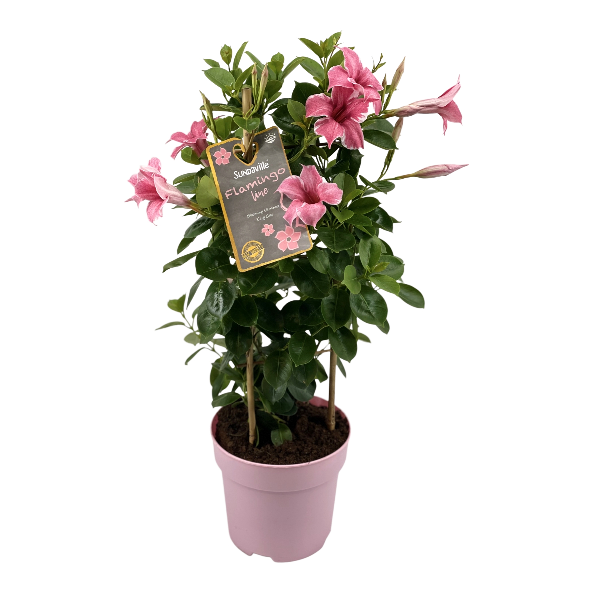 Mandevilla Flamingo Tower, klimplant met roze bloemen met licht gevlamde randen