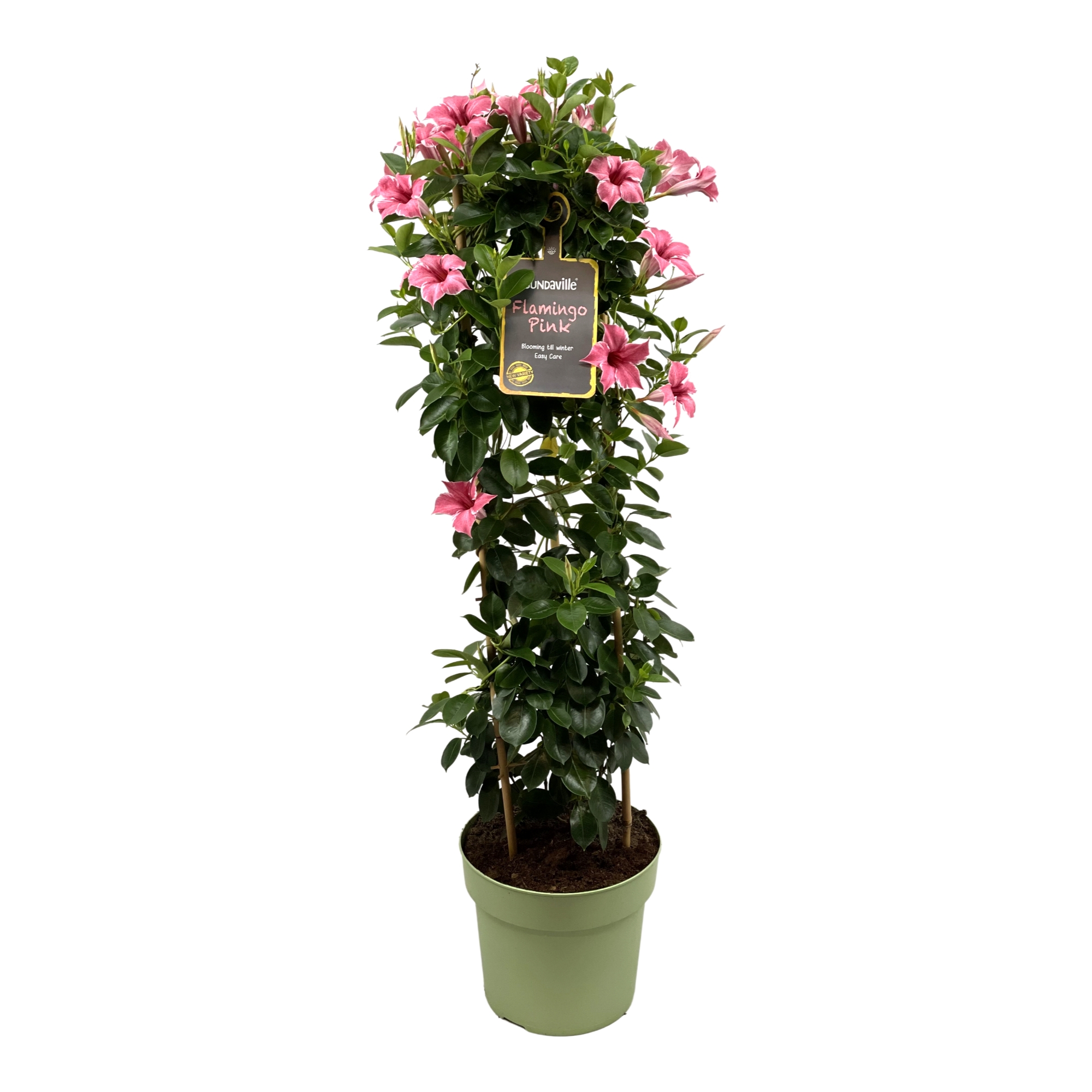 Flamingo mandevilla, klimplant met roze bloemen