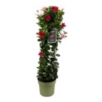 Mandevilla high red, white, pink petals, green leaves, green flower pot, tag with text