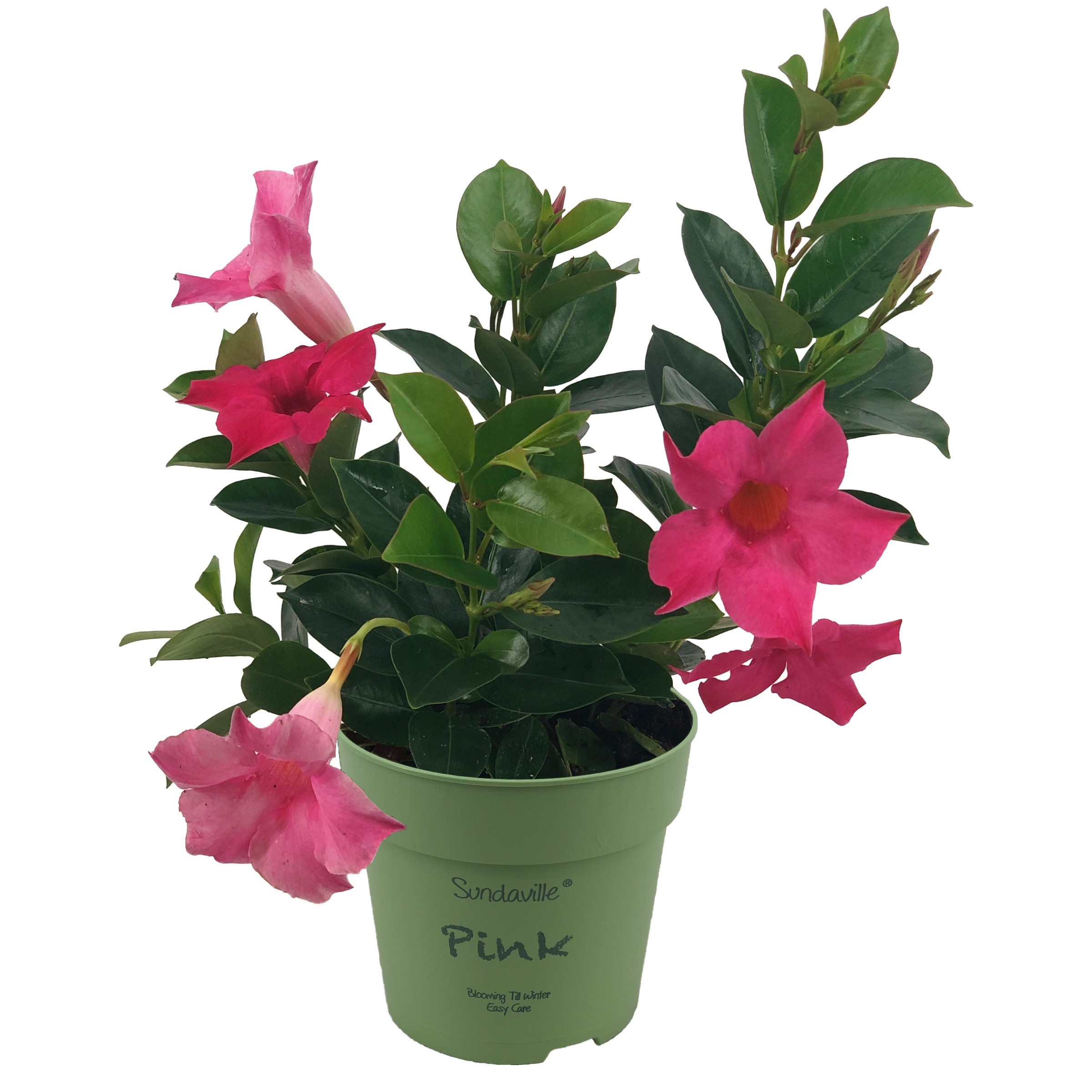 Pink mini Mandevilla. Plant in pot met felroze bloemen.