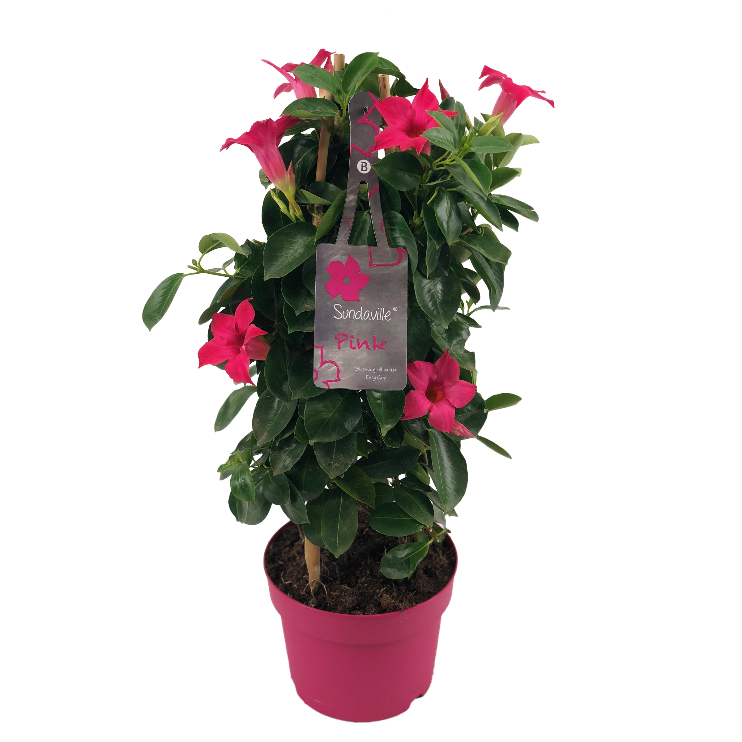 Mandevilla Sundaville Pink Tower groeit langs een bamboerekje. Klimplant met felroze bloemen