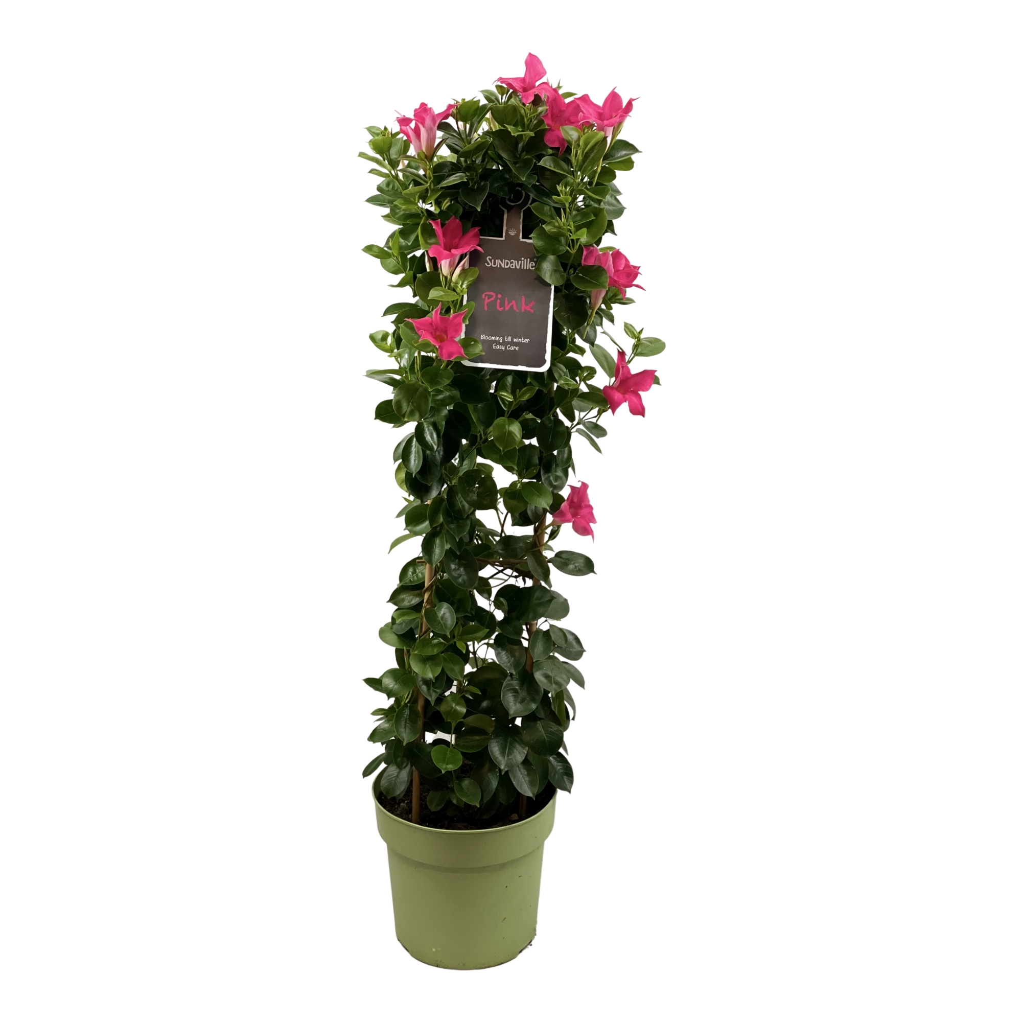 Mandevilla high pink petals, green leaves, green flower pot, tag with text