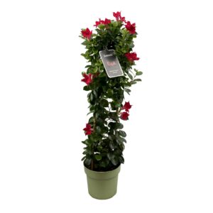 Mandevilla hoch rote Blüten, grüne Blätter, grüner Blumentopf, Schild mit Aufschrift