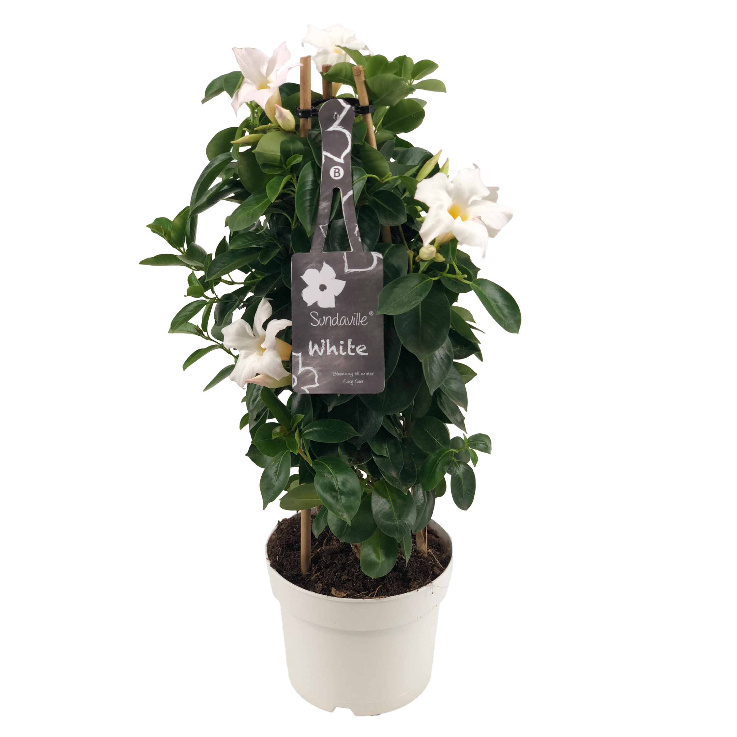 Mandevilla Sundaville White Tower groeit langs een bamboerekje. Klimplant met witte bloemen