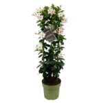 Mandevilla high white petals, green leaves, green flower pot, tag with text