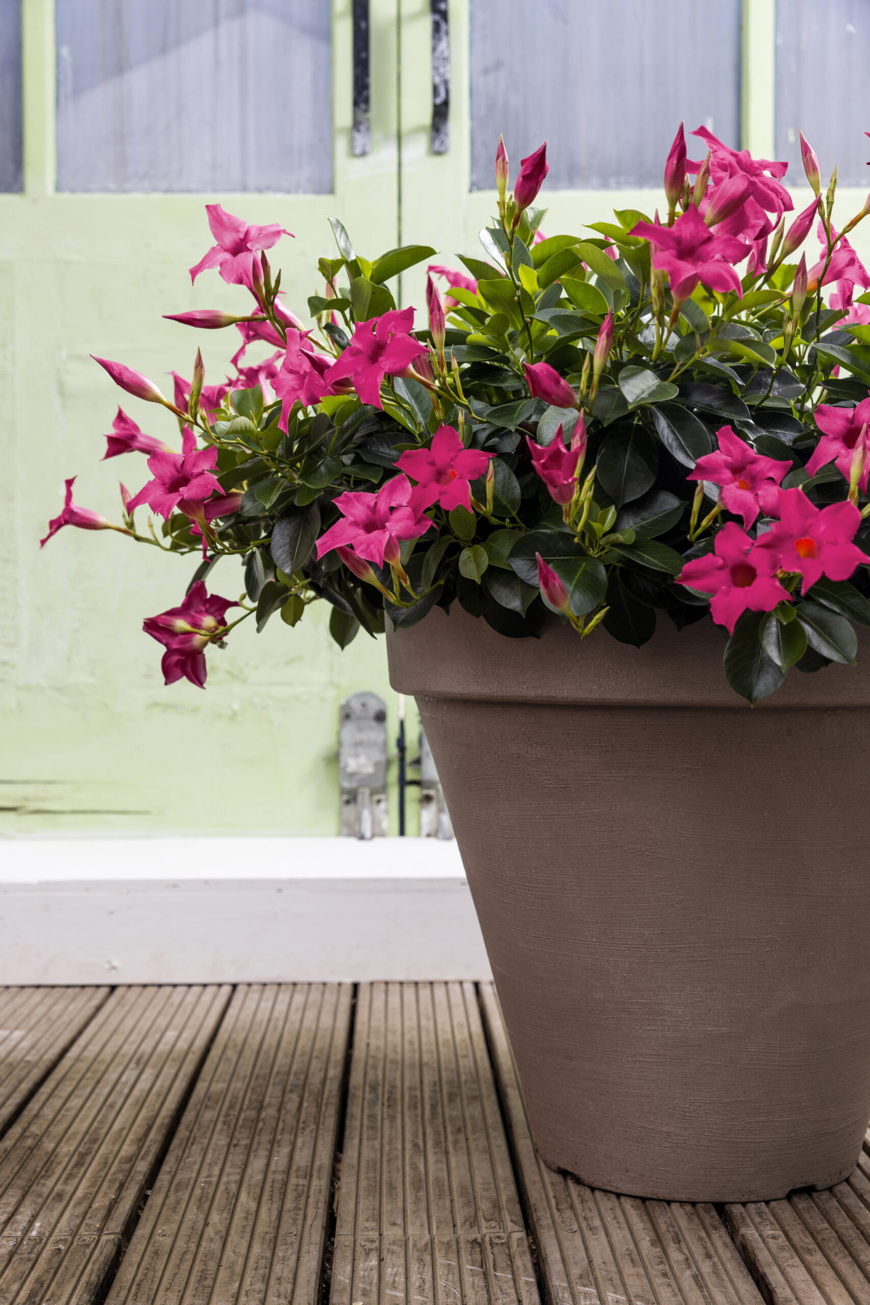 aldi nord blumenkasten Balkonbox Royal White kaufen