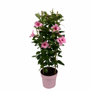 Cream Pink Tower Large