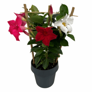 Mandevilla Tricolor